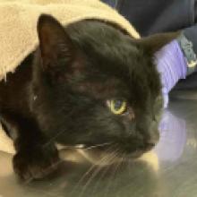 MGD6719 Found cat, male, black