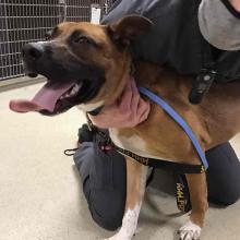 Found Dog: Shepherd Mix Juvenile Male MGD6724