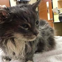 FOUND CAT: gray and white striped DLH adult female WGD1247