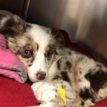 Australian Shepard Female Puppy MGD6768