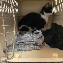 Cat, black and white cat, lost pets cowlitz county, lost pets portland