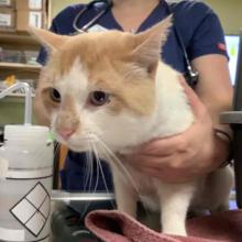 FOUND CAT: Male tan/white shorthair - MCD2568