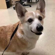 Lost Pets Portland, Fessenden, Callhoun, portland, corgi, lost dog