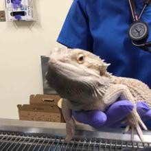 Found Bearded Dragon Oregon City CGD1172