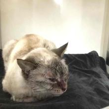 Lost Pets Portland