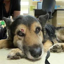 FOUND DOG: Male German Shepherd - MCD2578