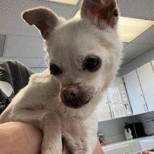 FOUND DOG: Female Chihuahua White 14 years MCD2579