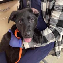 FOUND DOG: Young Male Black Lab Mix - MCD2581