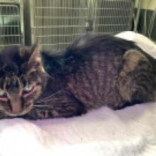 MCD2590 Female DSH black/brown tabby