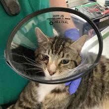 FOUND Male Brown Tabby CGD1192