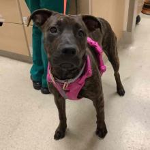 Found Portland Pets Adult Female Brindle Pitbull Terrier mix