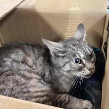 FOUND CAT: Adult Female Dilute Tabby - MGD6898