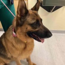 FOUND DOG: Female Black/Brown Long Hair German Shephard- MGD6900