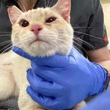 Lost cats, white and orange, portland