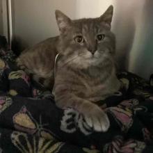 FOUND Young Male Tabby OGD662