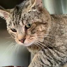 FOUND CAT Young Male Tabby OGD663 