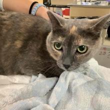 FOUND CAT: Adult Female grey/brown Tortis- MGD6895