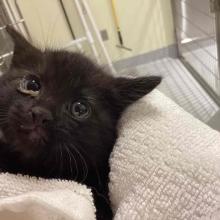 Small black male kitten