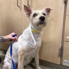 White Terrier mix Found on Burnside and 18th 