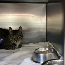 Found CAT: 2 Years Old, Male Intact Tabby MCD10223