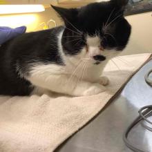 Lost Pets Portland