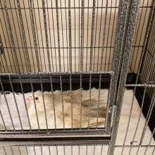 Lost Pets Portland