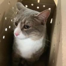 Lost Pets Portland