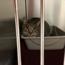Lost Pets Portland