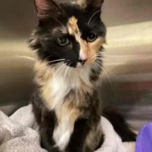 Lost Pets Portland