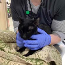 Lost Pets Portland
