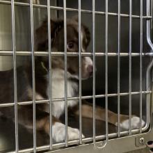 Portland Lost Pets Dog Australian Shepherd Found Aussie Mini 