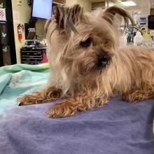 Lost Pets Portland