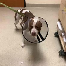 Lost Pets Portland