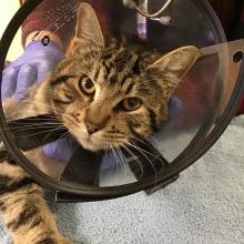 Lost Pets Portland