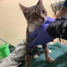 Lost Pets Portland