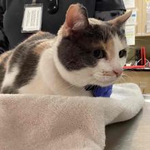 Lost Pets Portland