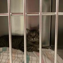 Lost Pets Portland