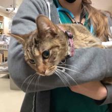 FOUND: Adult Female Brown Tabby Cat  ~ 2yo Pink Collar - Tracking# CGD10940