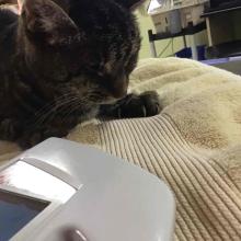 Lost Pets Portland