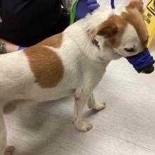 Lost Pets Portland