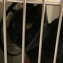 Lost Pets Portland
