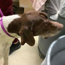 Lost Pets Portland