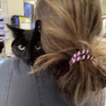 Lost Pets Portland