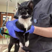 Lost Pets Portland