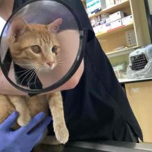 Lost Pets Portland