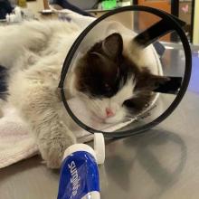 Lost Pets Portland