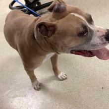 FOUND DOG: Tan and White Pitbull Mix MCD11619