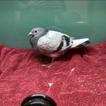 found bird, found pigeon, grey pigeon, missing pet, missing bird, found pet, found pets portland, Portland lost pets, Lost bird Portland