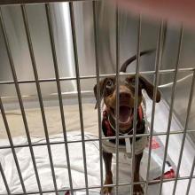 Brown dog in kennel area