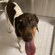 Large brown and white dog